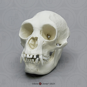 Siamang Skull, Female