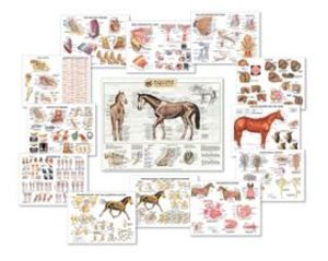 Equine Anatomy Charts Complete Set Of 13 Laminated Charts