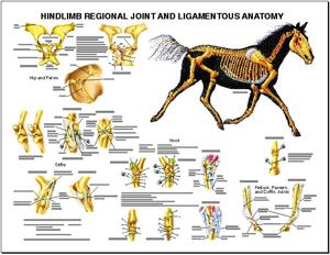 Equine Hindlimb Regional Joint Anatomy Laminated Chart