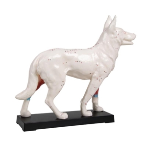 Acupuncture Dog Model (Canine)