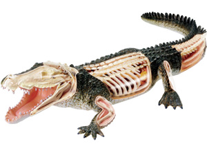 4D Vision Animal Crocodile 4D Vision Animal Crocodile