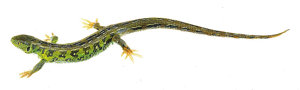 Sand Lizard, Male Sand Lizard, Male