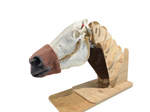 Nasogastric Horse Intubation Model