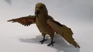 Bird Bandaging Model (Parrot)