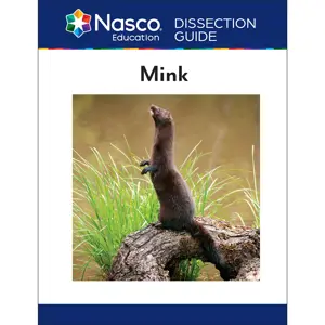 Guide To The Dissection Of The Mink (1)