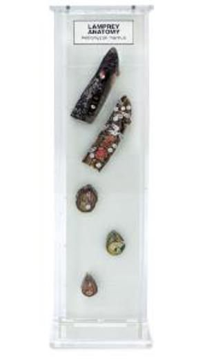 Ward's® Lamprey Anatomy Museum Mount