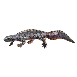 Alpine Newt In Its Aquatic Form, Male Alpine Newt In Its Aquatic Form, Male