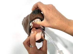 Canine Intubation Model