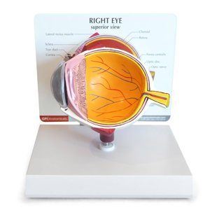 Eye – Model By GPI Anatomicals (2)