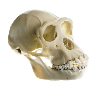 Chimpanzee Skull, Female