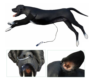 Canine Basic Life Support Simulator. Canine Basic Life Support Simulator.