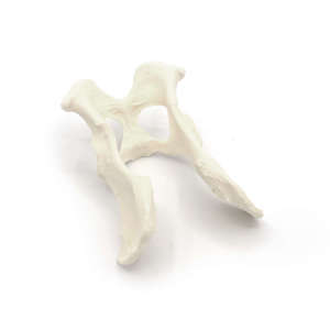 Canine Pelvis