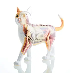 4D Vision Cat Model 4D Vision Cat Model
