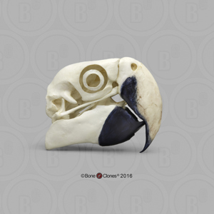 Scarlet Macaw Skull