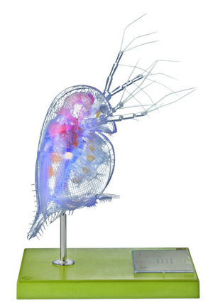 Model Of A Water Flea