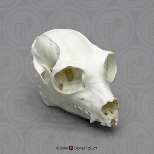 slow loris skull