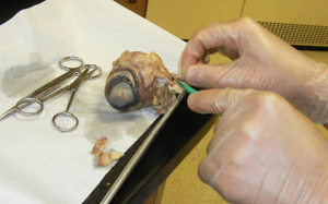 Cow Eye Virtual Dissection