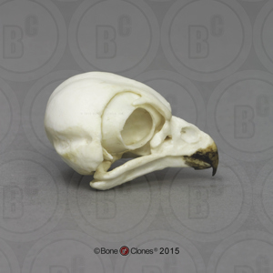 Burrowing Owl Skull