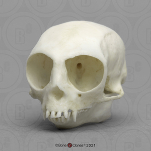 Pygmy Marmoset Skull Pygmy Marmoset Skull