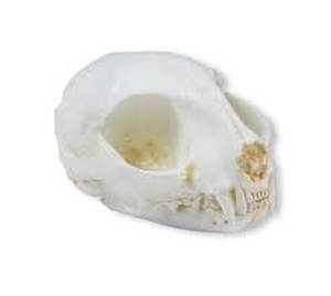 Skull, Wild Cat (Felis Silvestris) Skull, Wild Cat (Felis Silvestris)