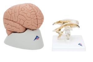 Basic Brain Model Bundle Basic Brain Model Bundle