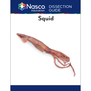 Nasco's Dissection Guide For The Squid