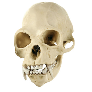 GIBBON SKULL, MALE