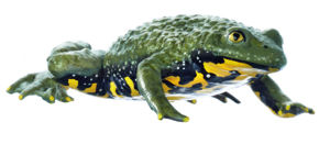 Yellow Toad