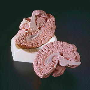 Ward's® Brain Model Ward's® Brain Model