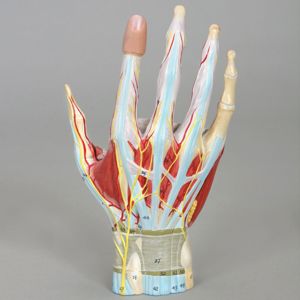 Altay Human Hand Dissection Model Altay Human Hand Dissection Model