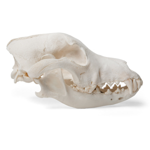 Dog Skull (Canis Lupus Familiaris), Size M, Specimen