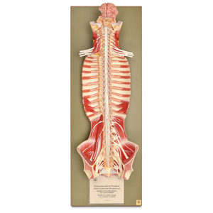 Somso Human Nervous System Model