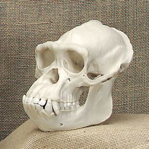 Bone Clones Chimpanzee Skull, Adult Male