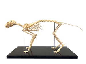 Budget Cat Skeleton Model Budget Cat Skeleton Model