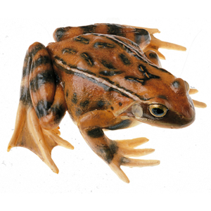 COMMON FROG, FEMALE