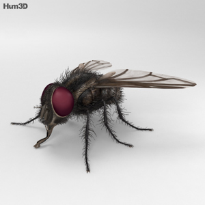 Housefly 3D Model