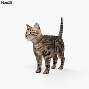 Cat 3D Model