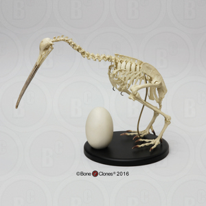 Kiwi Skeleton, Articulated With Egg