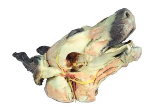 Dog Head Superficial And Deep Dissections (1) Dog Head Superficial And Deep Dissections (1)