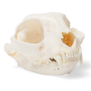 Cat Skull (Felis Catus) Cat Skull (Felis Catus)