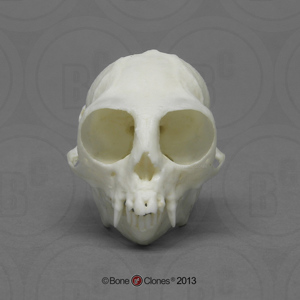 Common Marmoset Skull