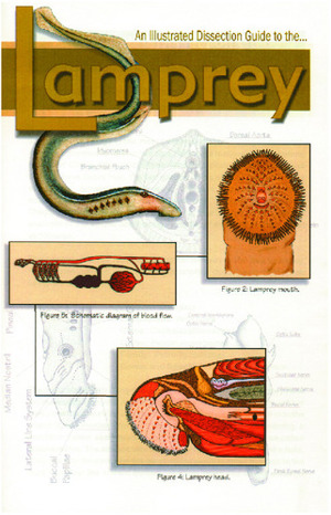 Illustrated Dissection Guides Lamprey Guide